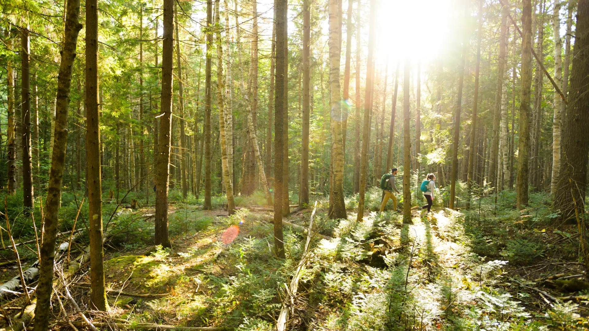 Two people walking through the bright forest