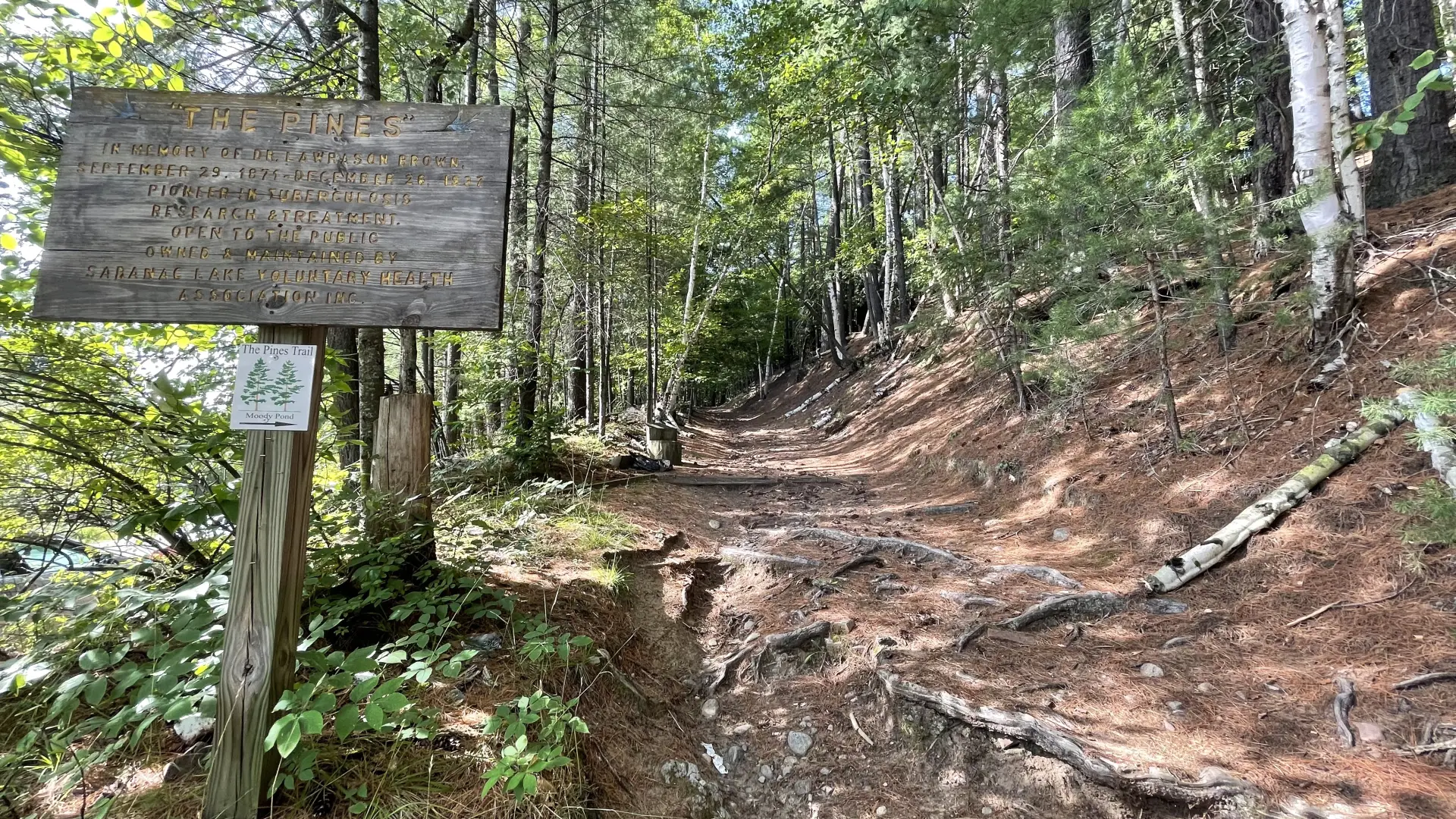 A wooden sign for The Pines trail