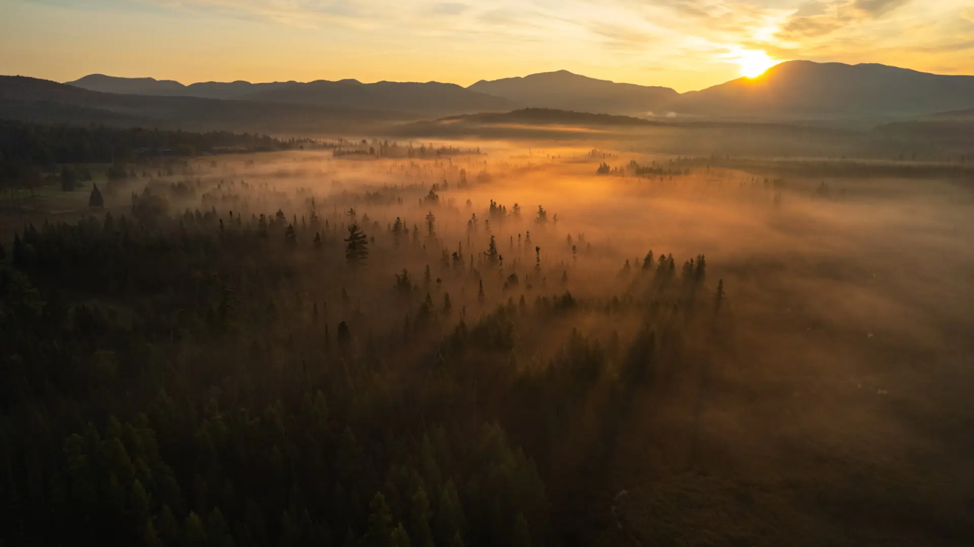 A foggy spruce meadow