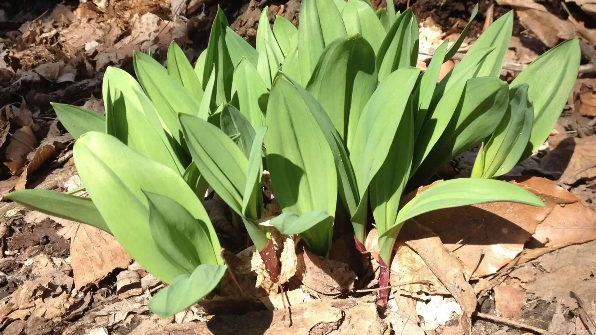 ramps