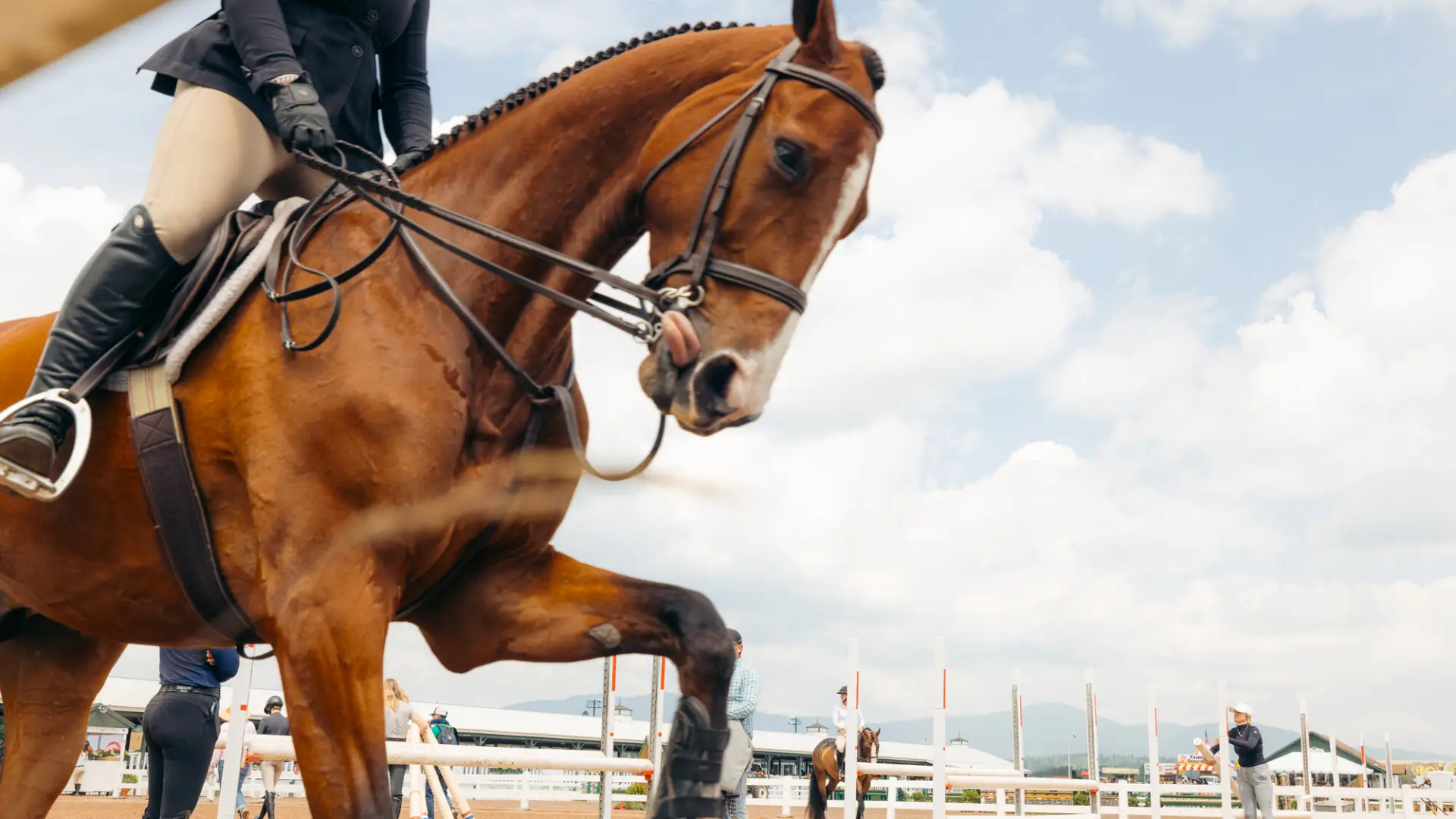 A horse with a person riding stops a leg and sticks their tongue out.