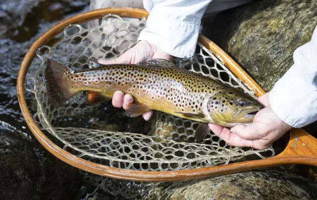 Fly fishing in the Adirondacks.