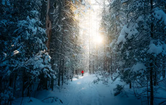 Snowy woods in Saranac Lake.