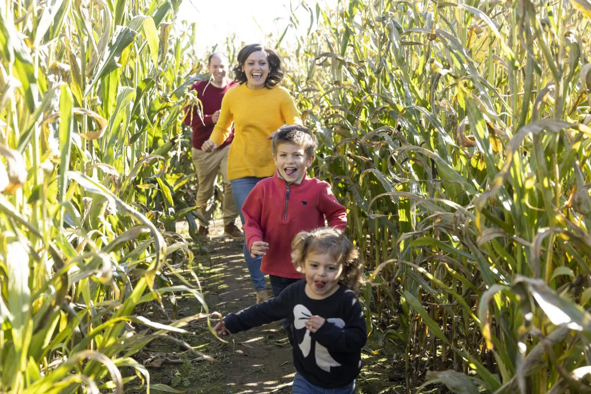 Corn maze in the Adirondacks.