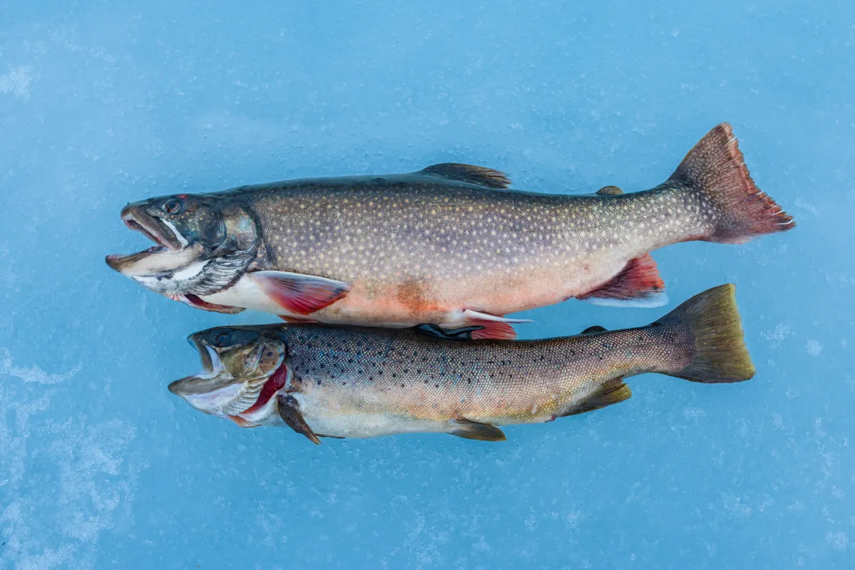 Ice fishing in the Adirondacks.