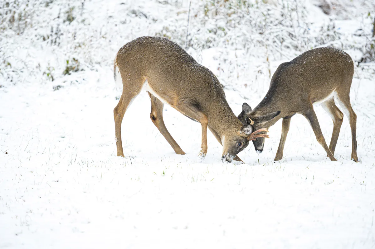 Animals in the snow.