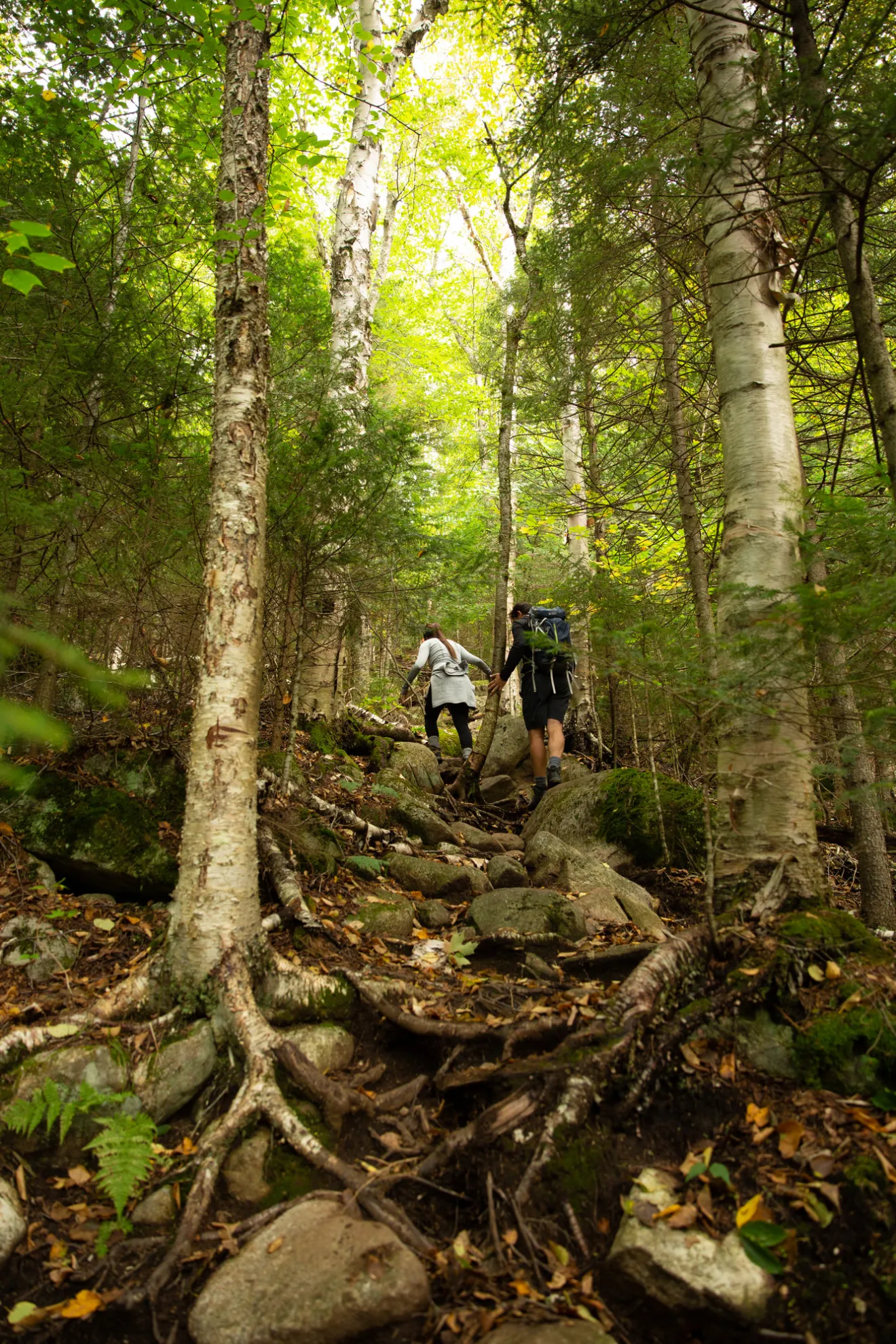 A man and woman climb up a mountain path filled with roots and trees.