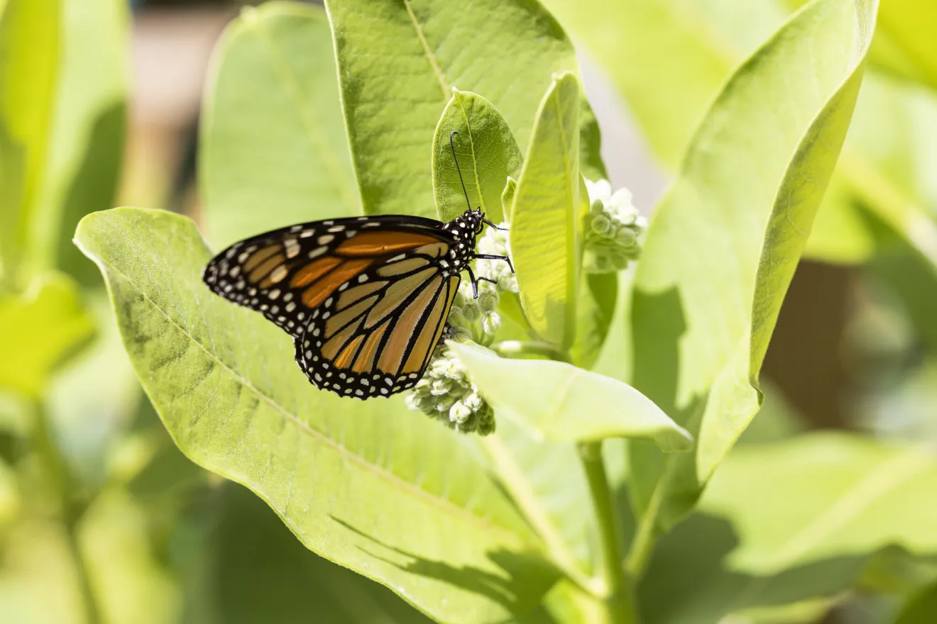 A monarch butterfly rests on a milkweed leaf.