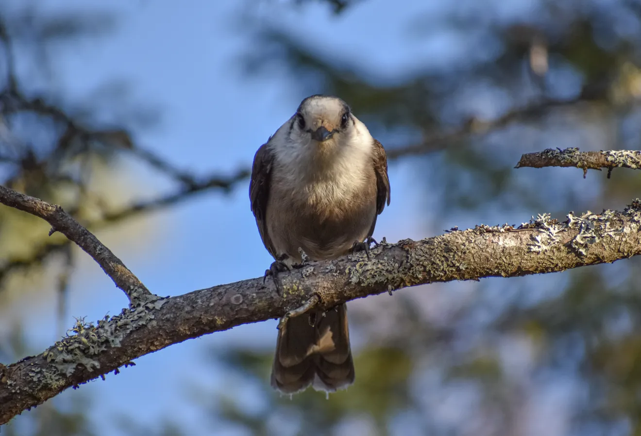 A small grey Canada jay bird perches on a bare branch in front of a blue sky.