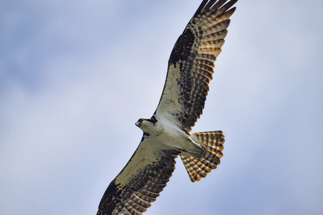 An Osprey, a large raptor, soars with wings outstretched in front of a cloudy sky.