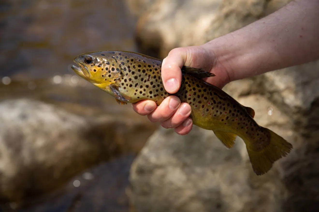Trout fishing in Saranac Lake.