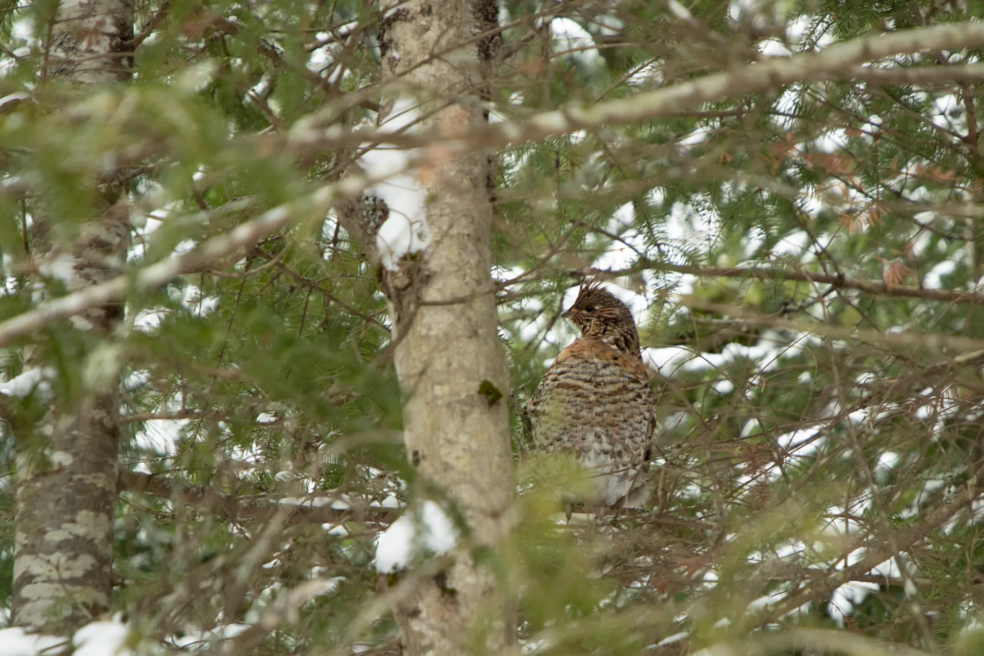 A ruffed grouse in a tree