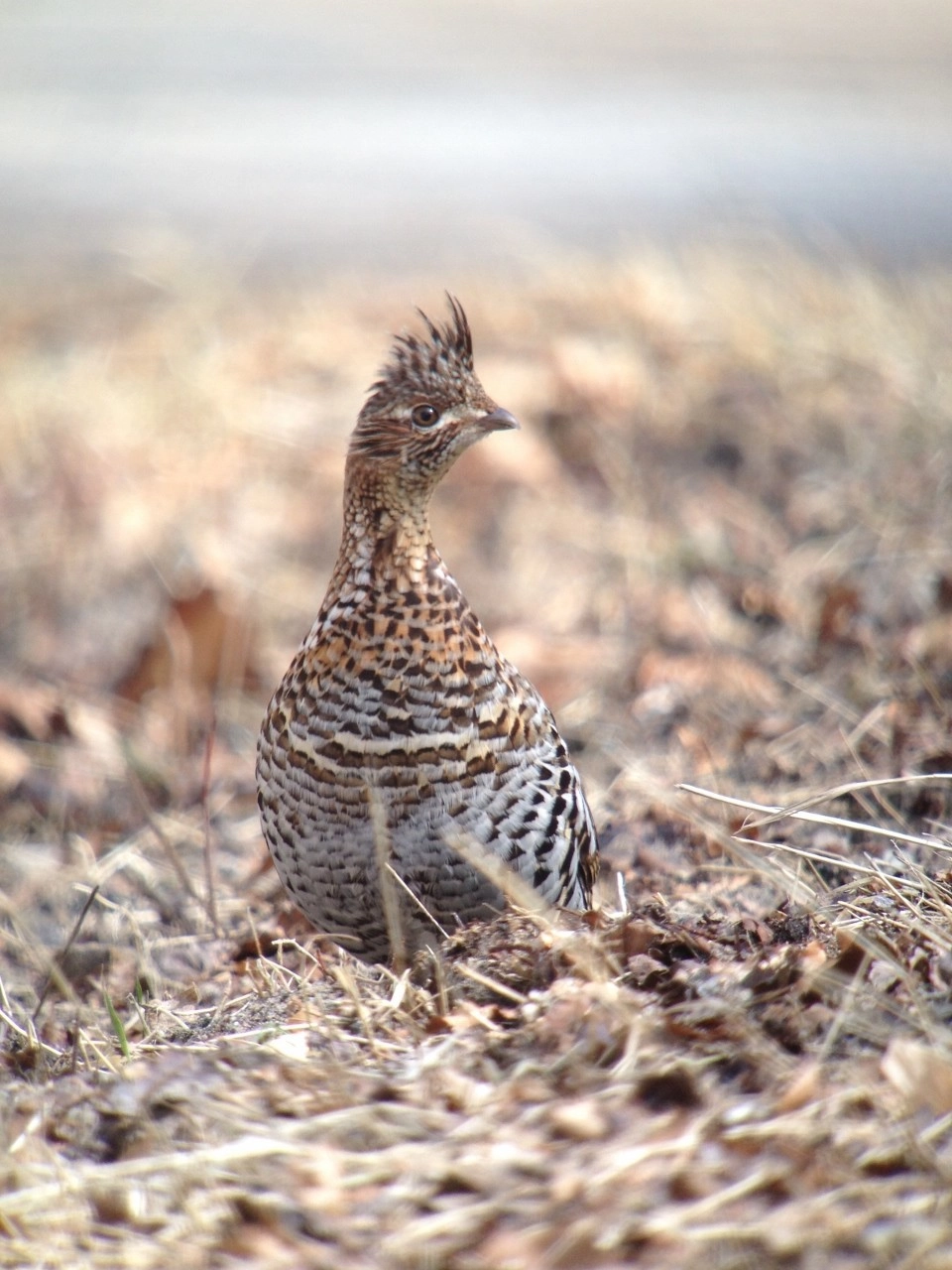 A grouse
