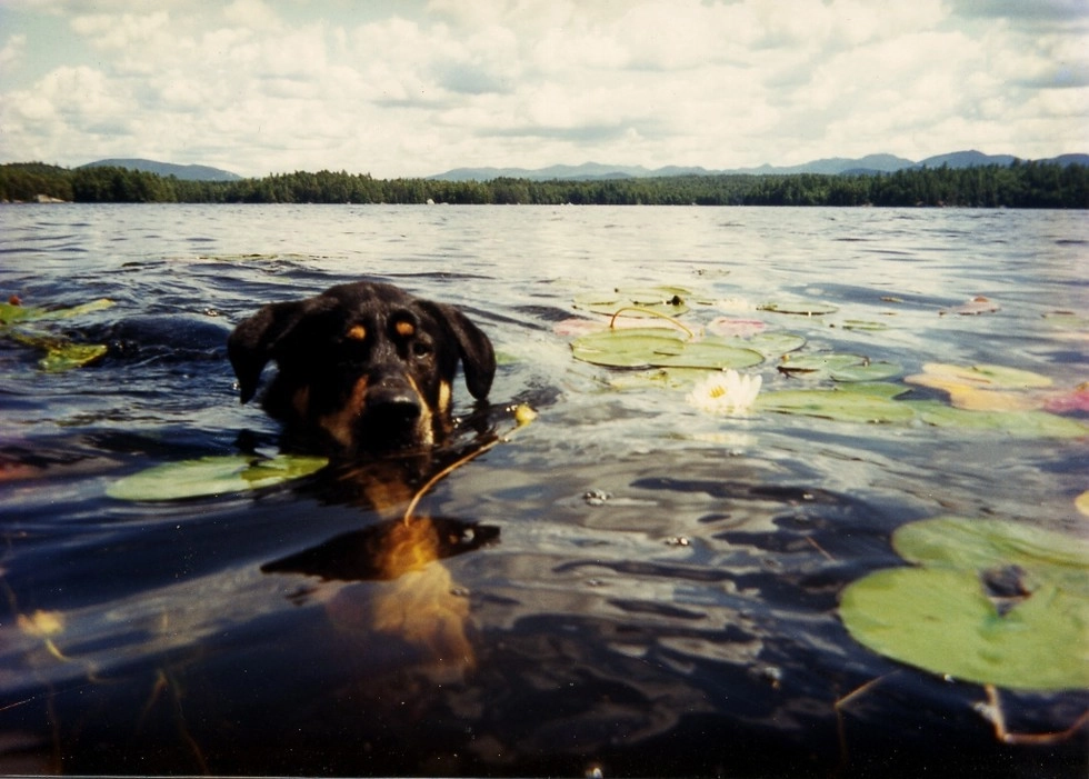 A dog swimming among the lily pads