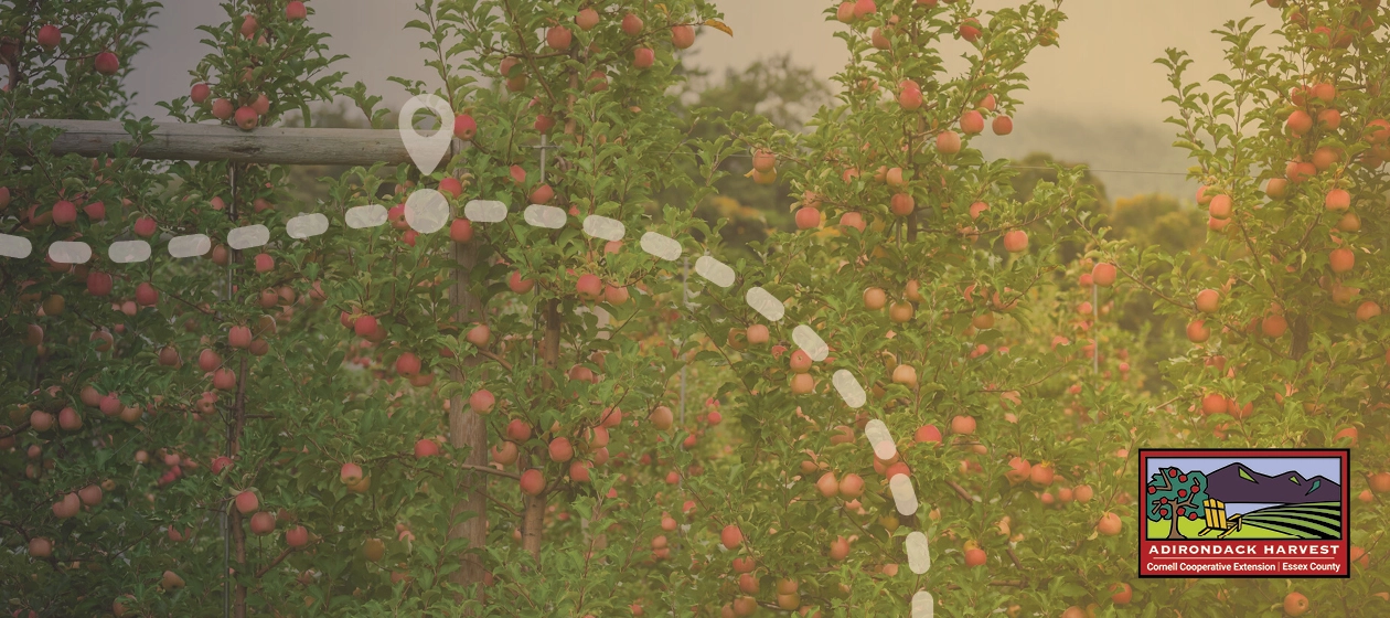 apple orchard