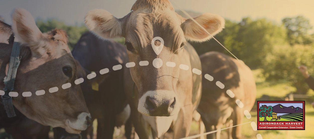 cows in pasture