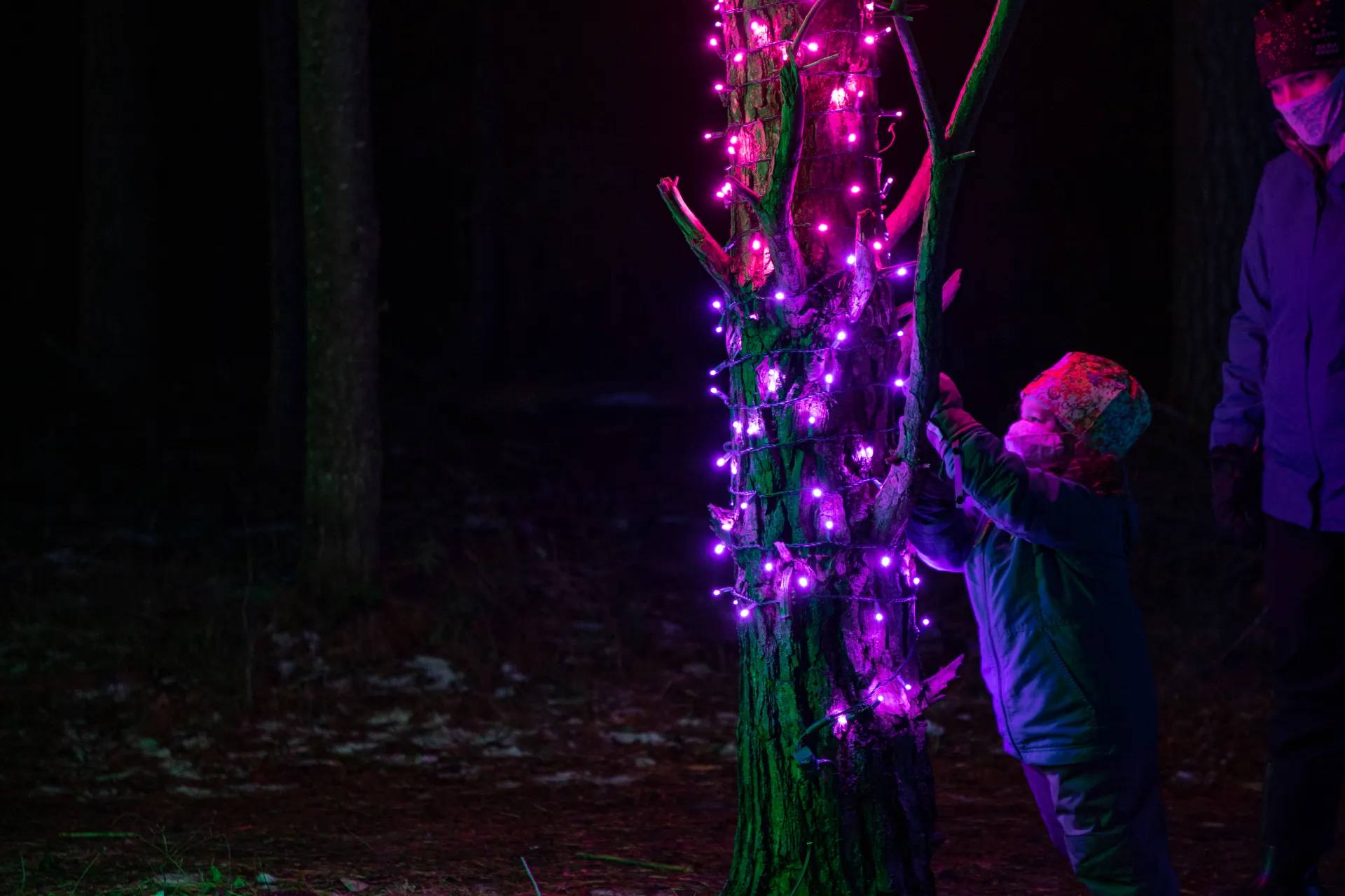 One of the Wild Lights exhibits lights up a tree in pink and purple lights