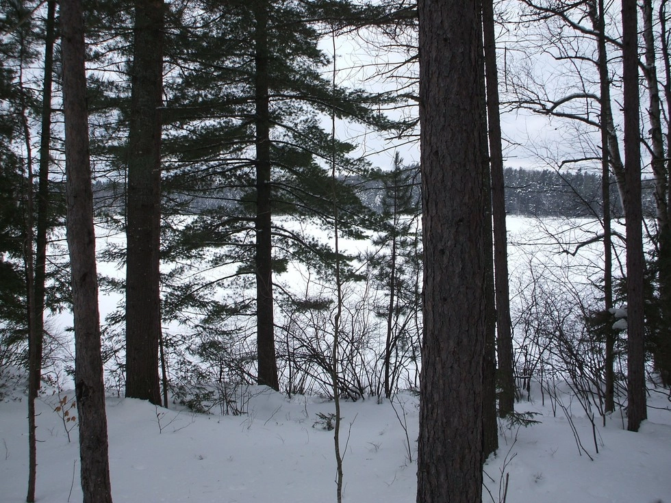 An iced over pond seen through trees