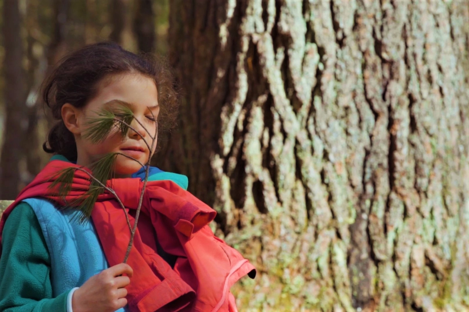 A young girl focuses her sense of smell on a white pine branch