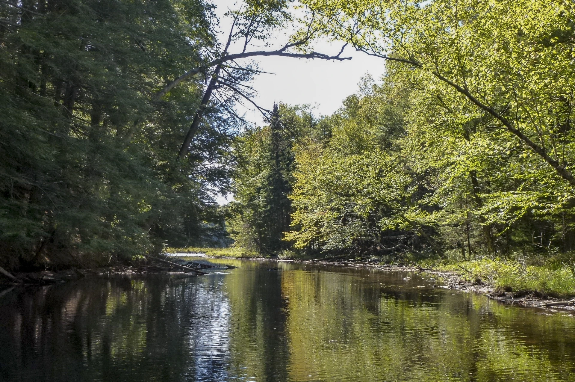 View of a narrow river moving through trees