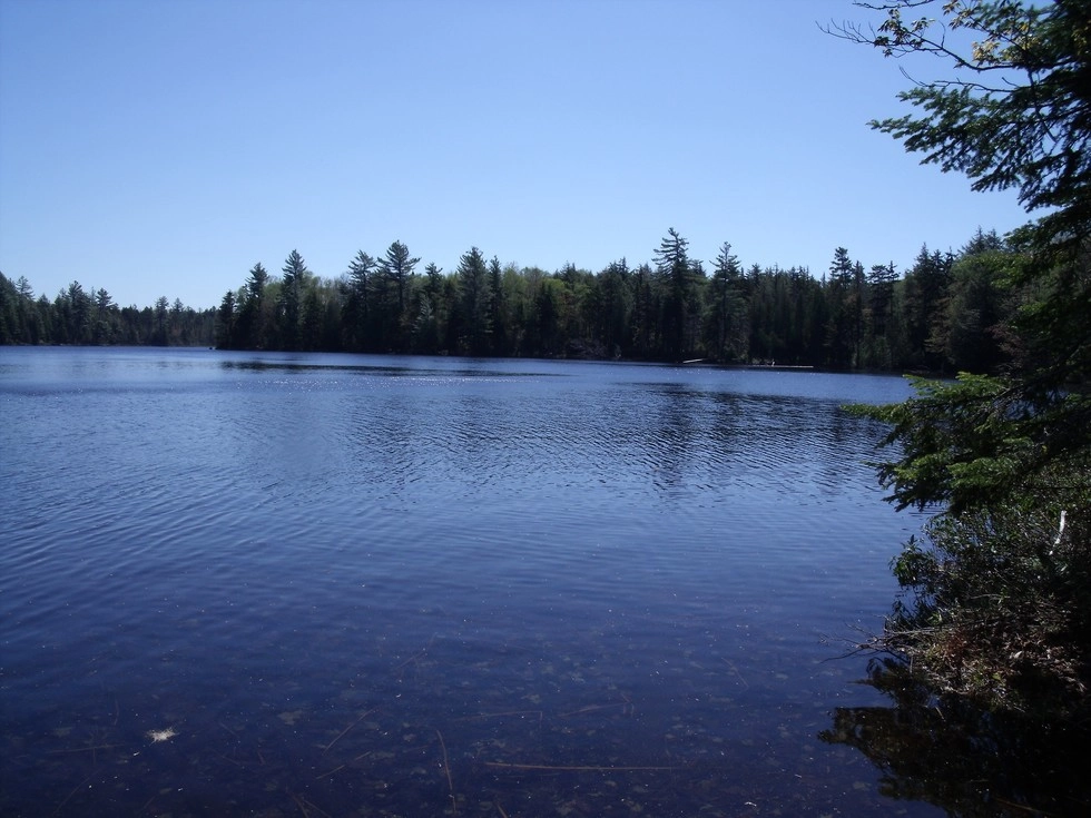 A shoreline filled with green trees