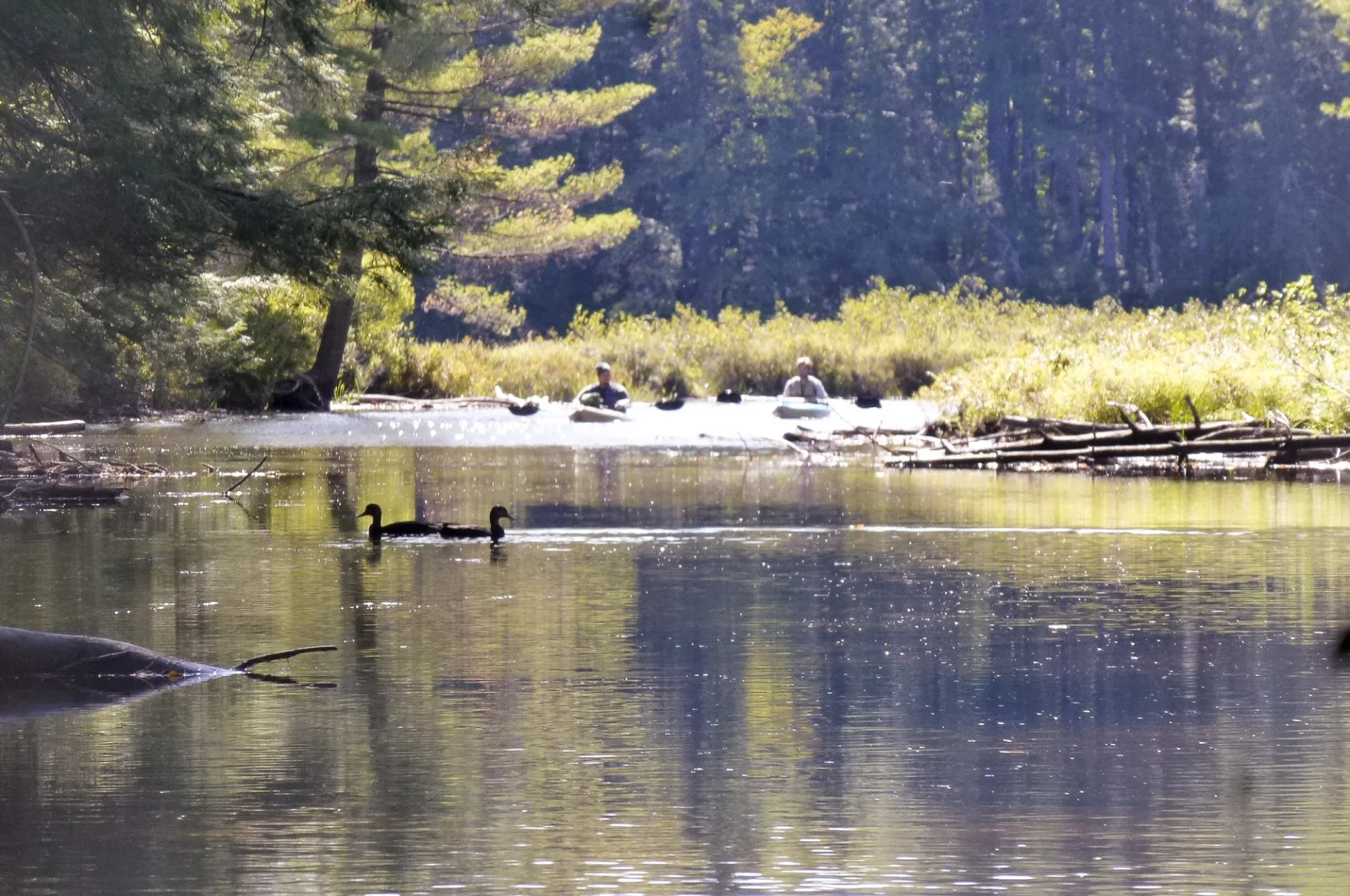 Loons in the water a polliwog. Padders in the background.
