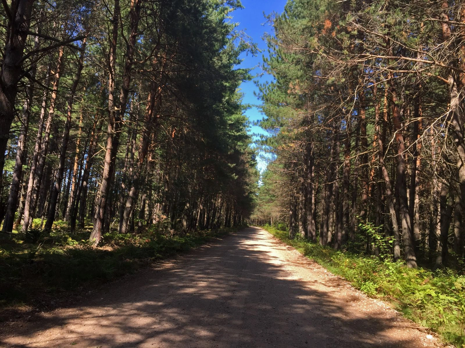 A wide trail between the forest on the way up Azure.