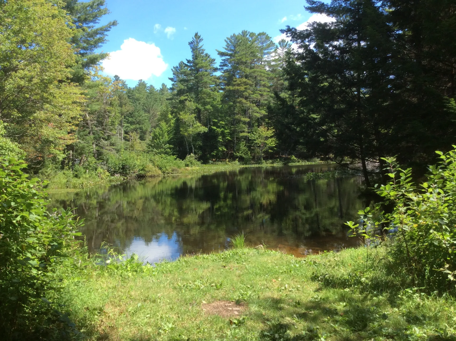 Some of the ponds have remains of early dams.