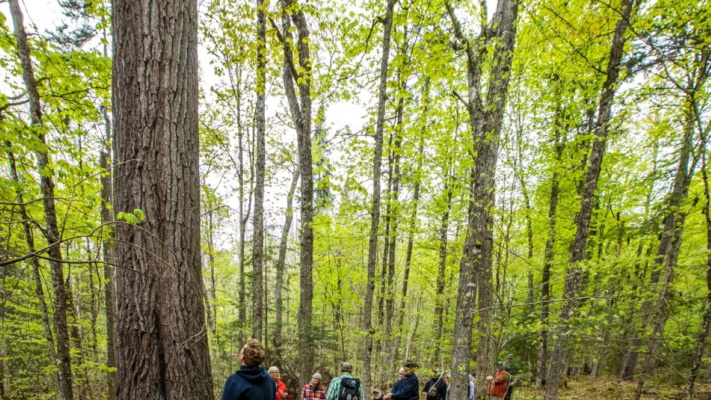 learn to ID 10 trees