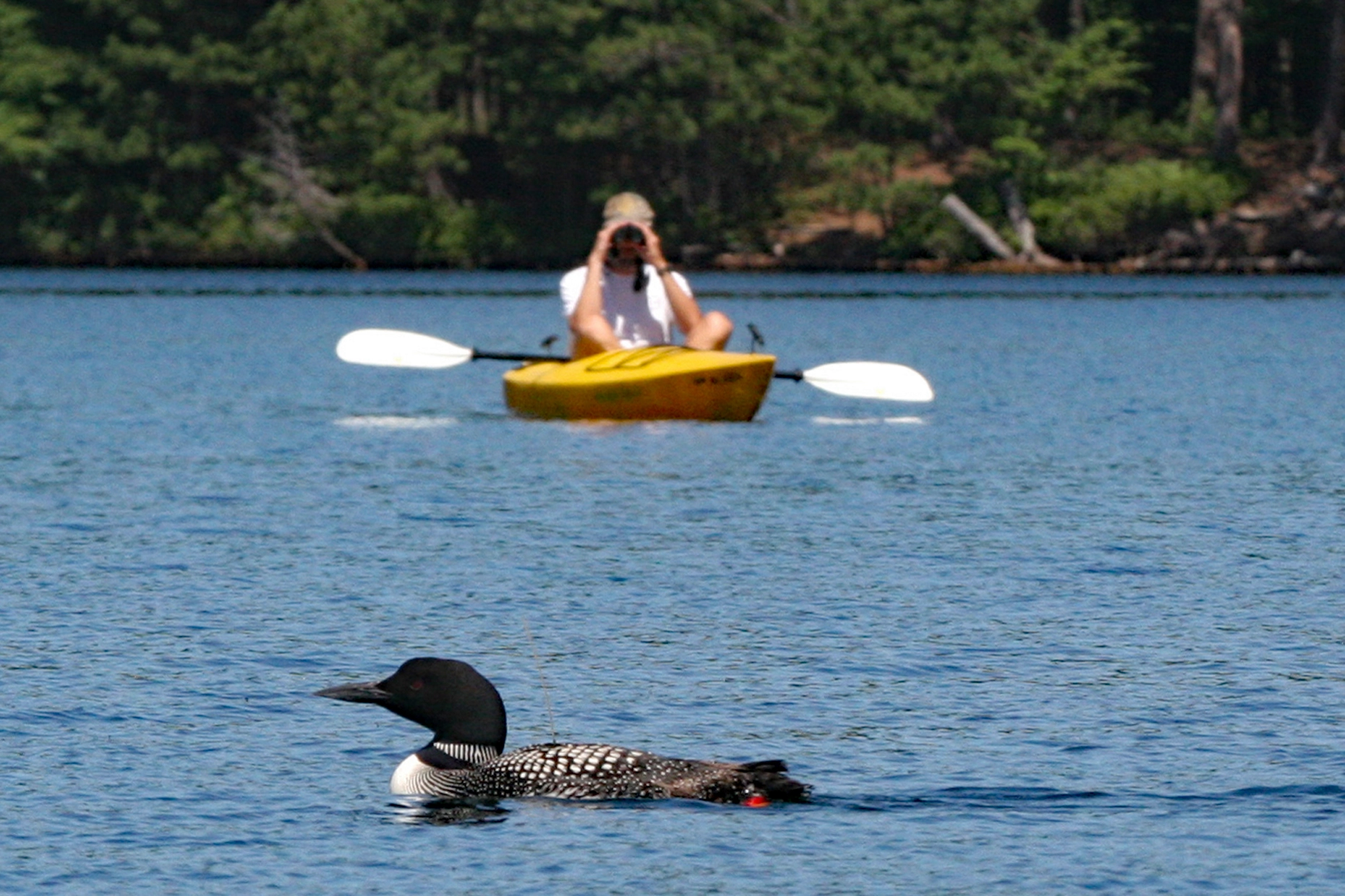 Meeting the birds half way by floating in a kayak while observing from a distance with binoculars