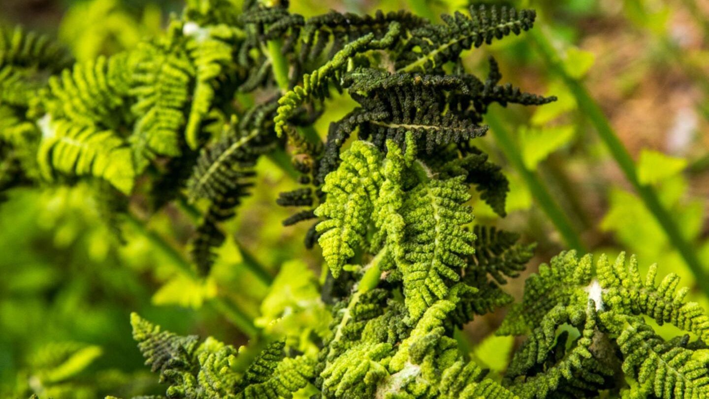 Edible plant