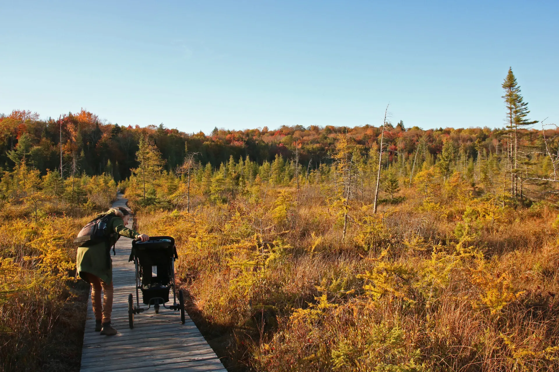 A woman checks on her infant in a stroller while on a walk on a trail over marshland in fall.