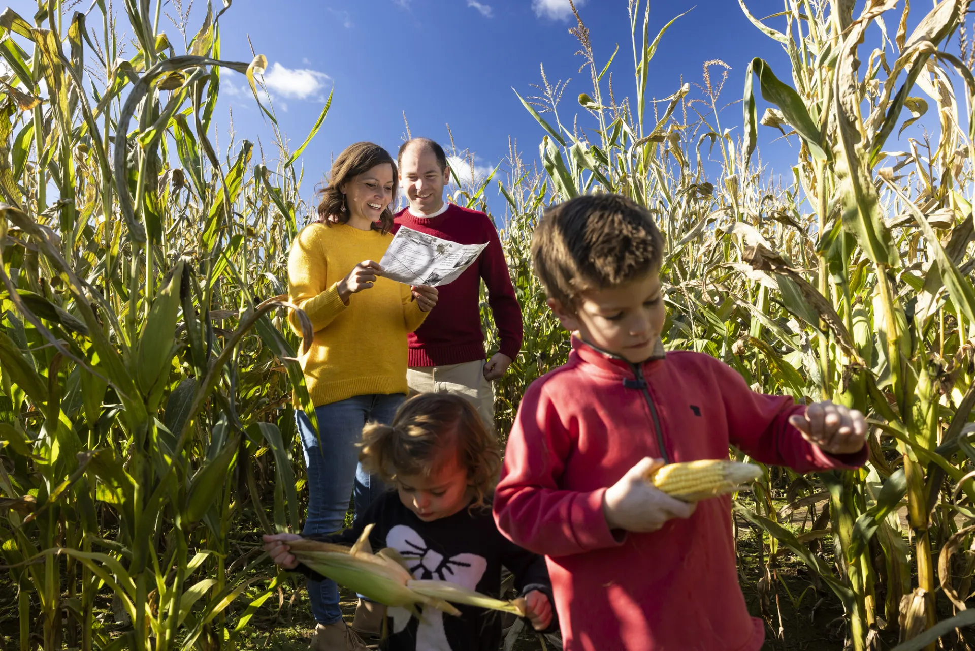 cornmaze