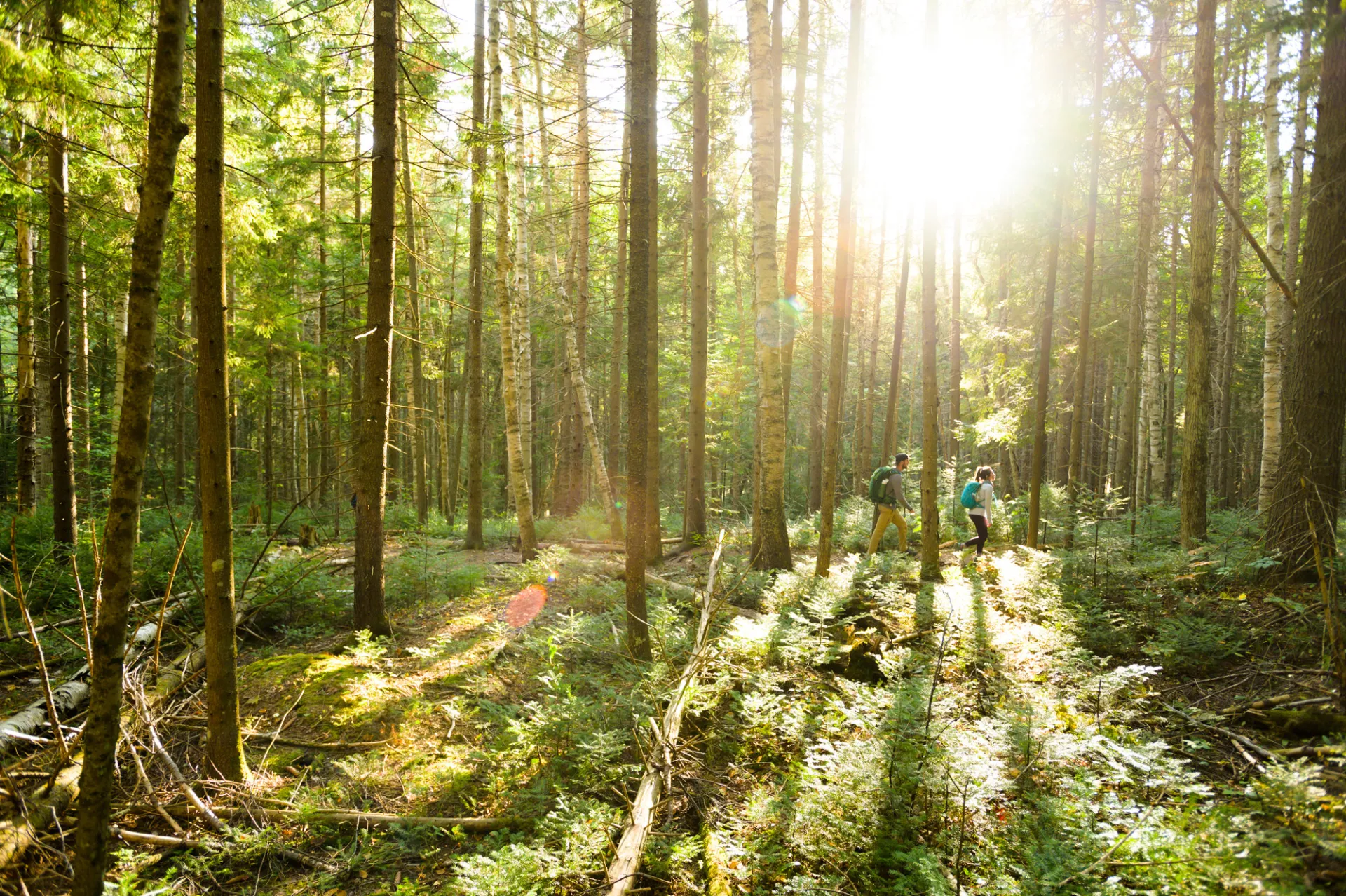 A summer forest.