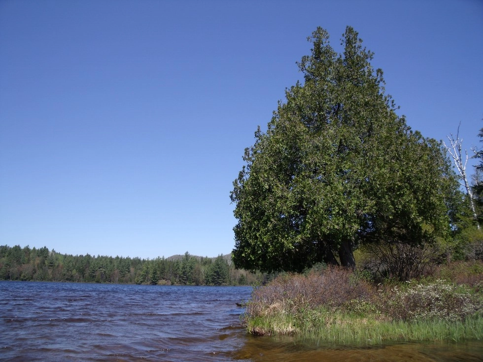 A few tall trees on an island