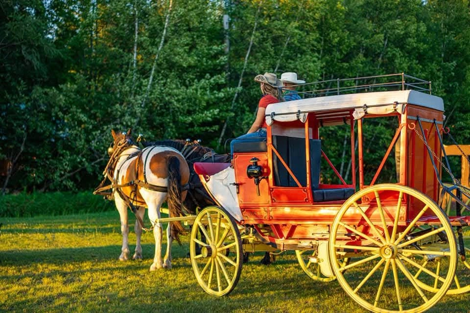 Draft horse pulling stagecoach