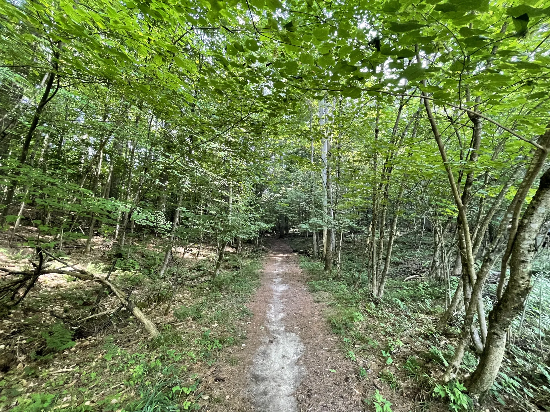 A single track trail going through the woods