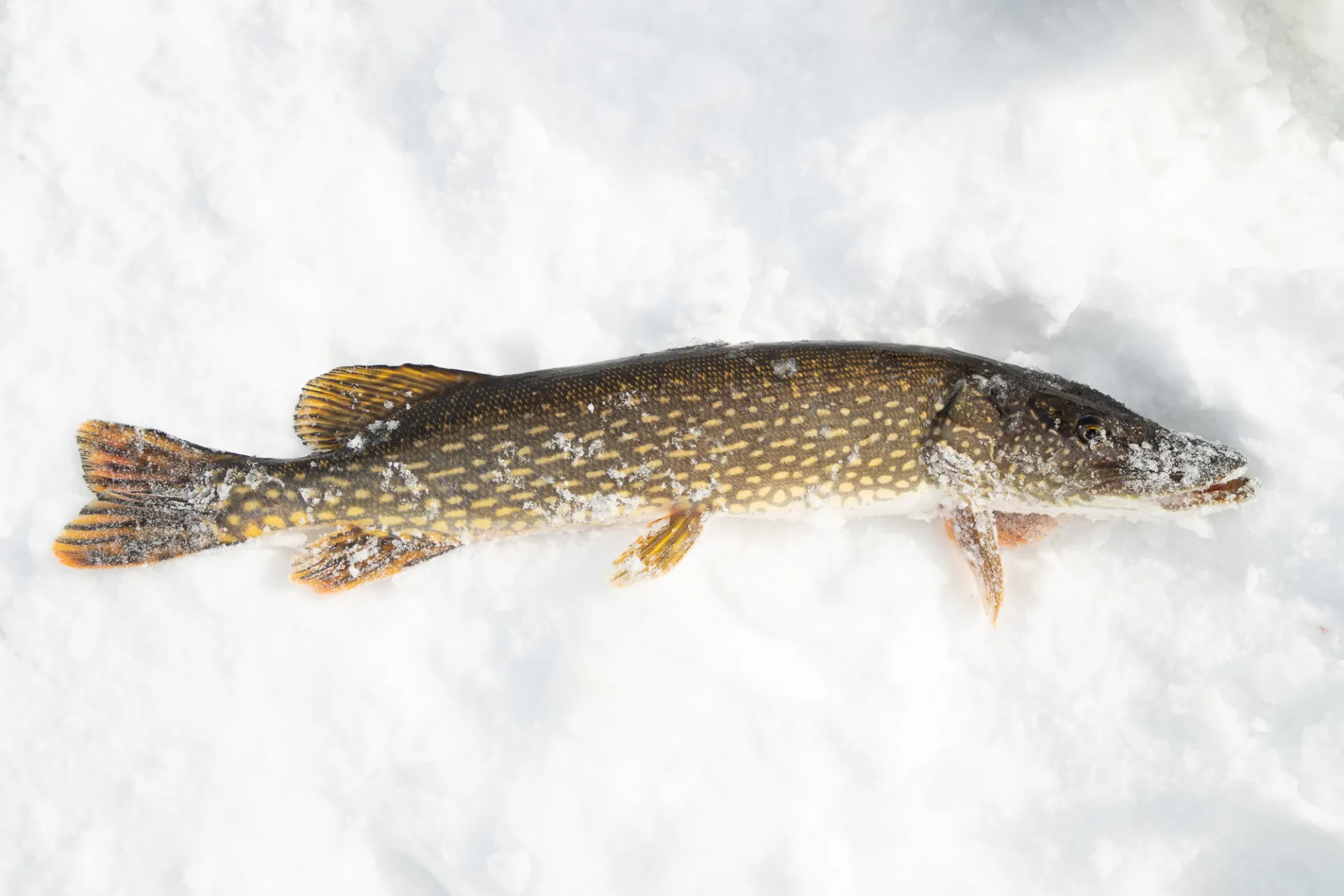 Ice fishing in Saranac Lake.
