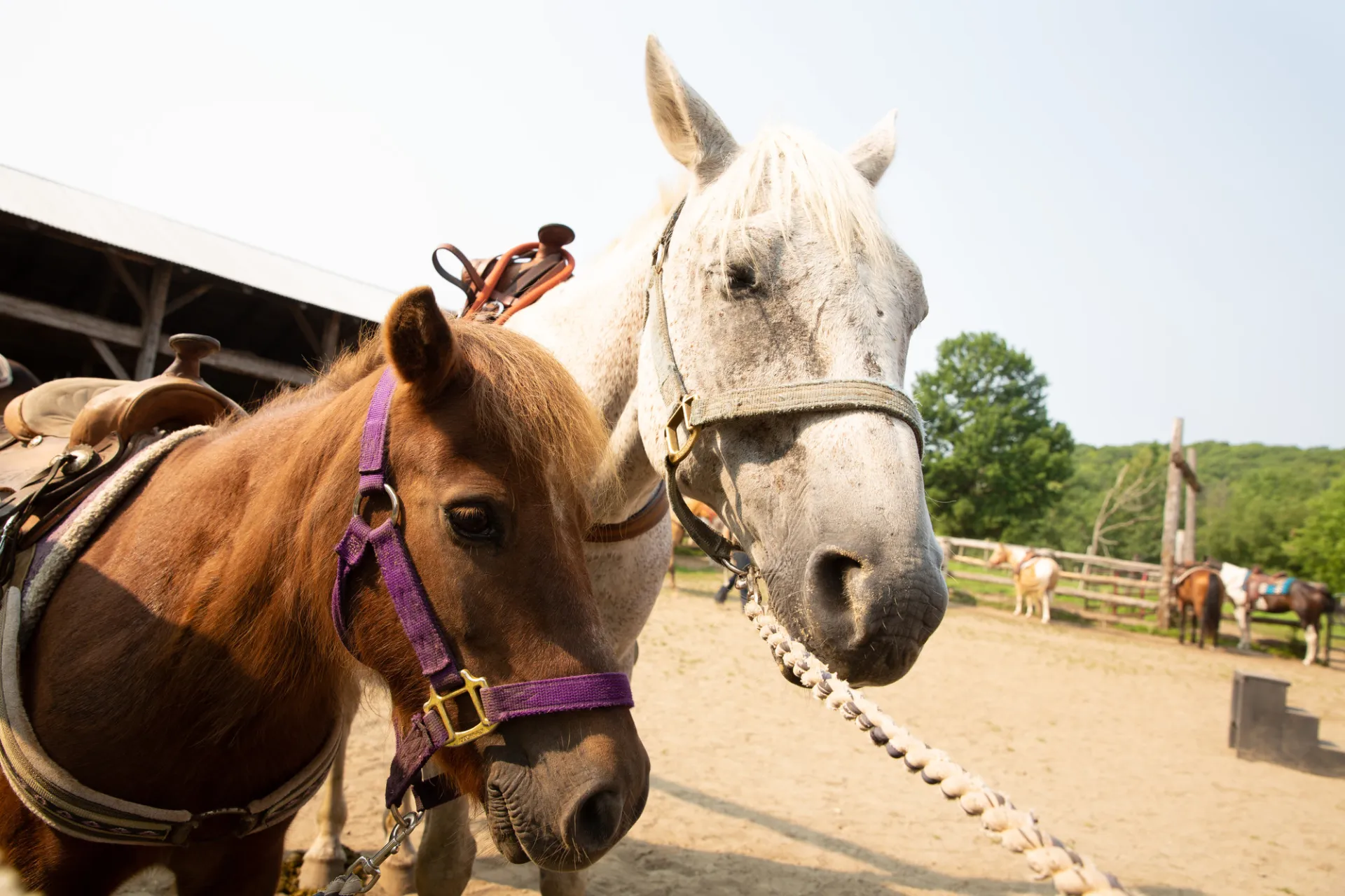 Horses at a ranch.