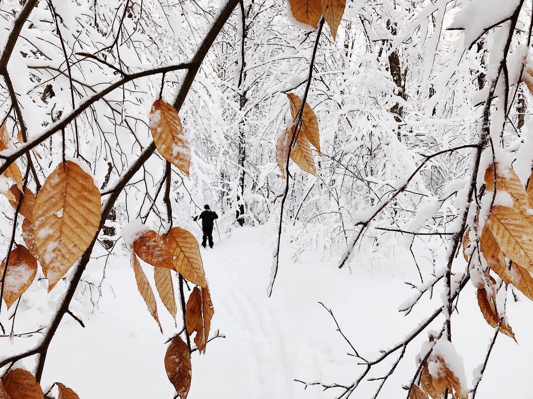 A good snowfall makes for a fine backcountry ski.