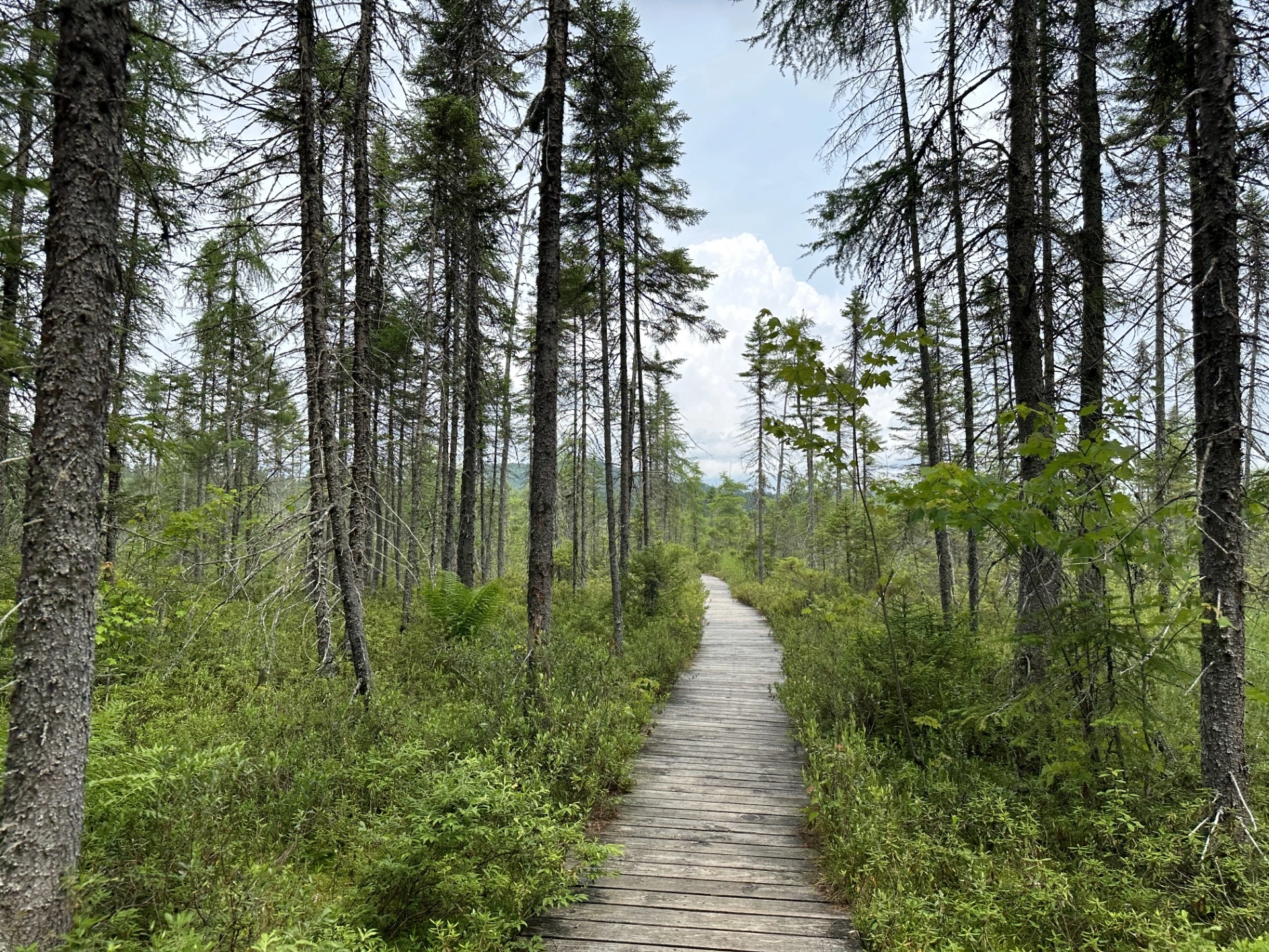 wooden path through dense boreal forest 
