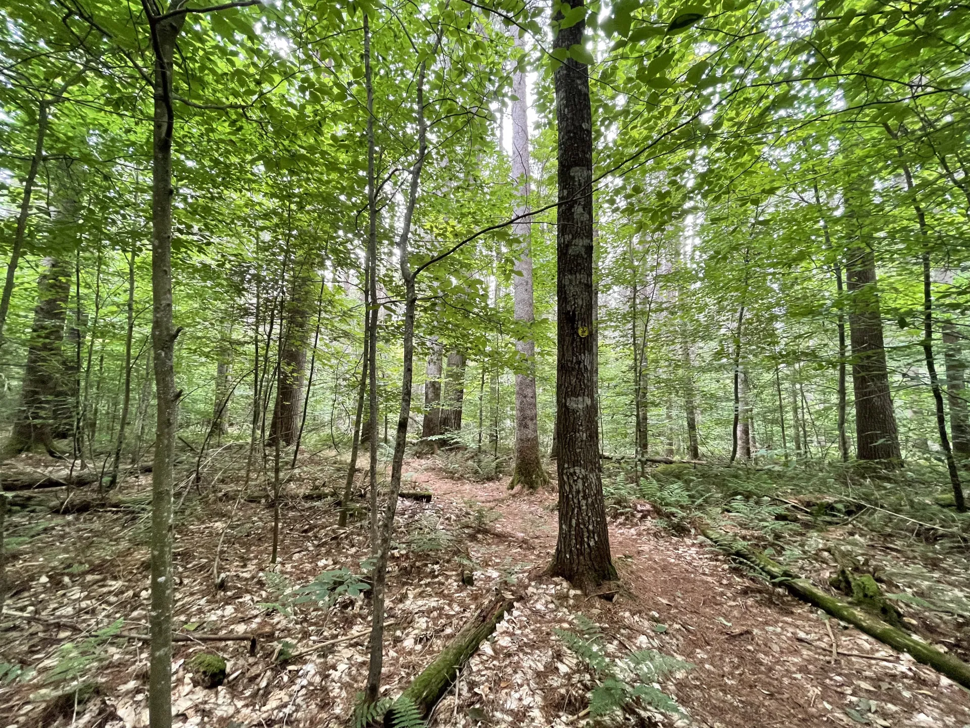 An open forest.
