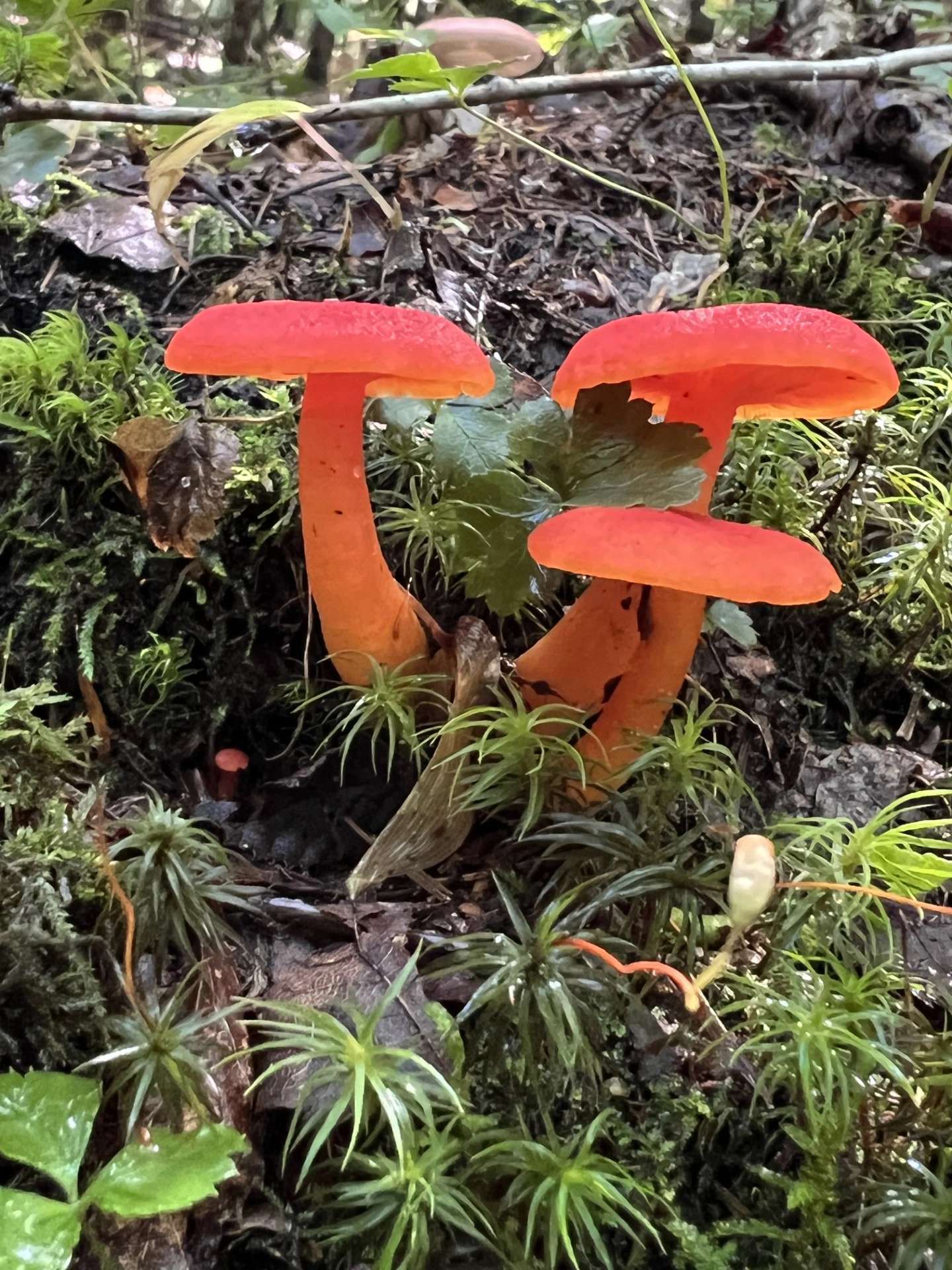 red mushroom growing from log 