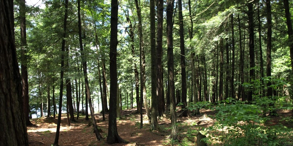 Round Pond forest