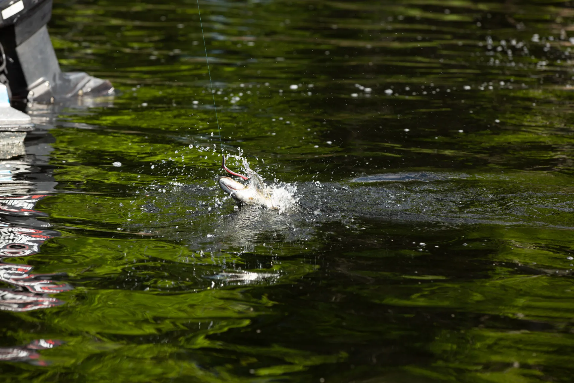 The Saranac Chain is full of lively fish.