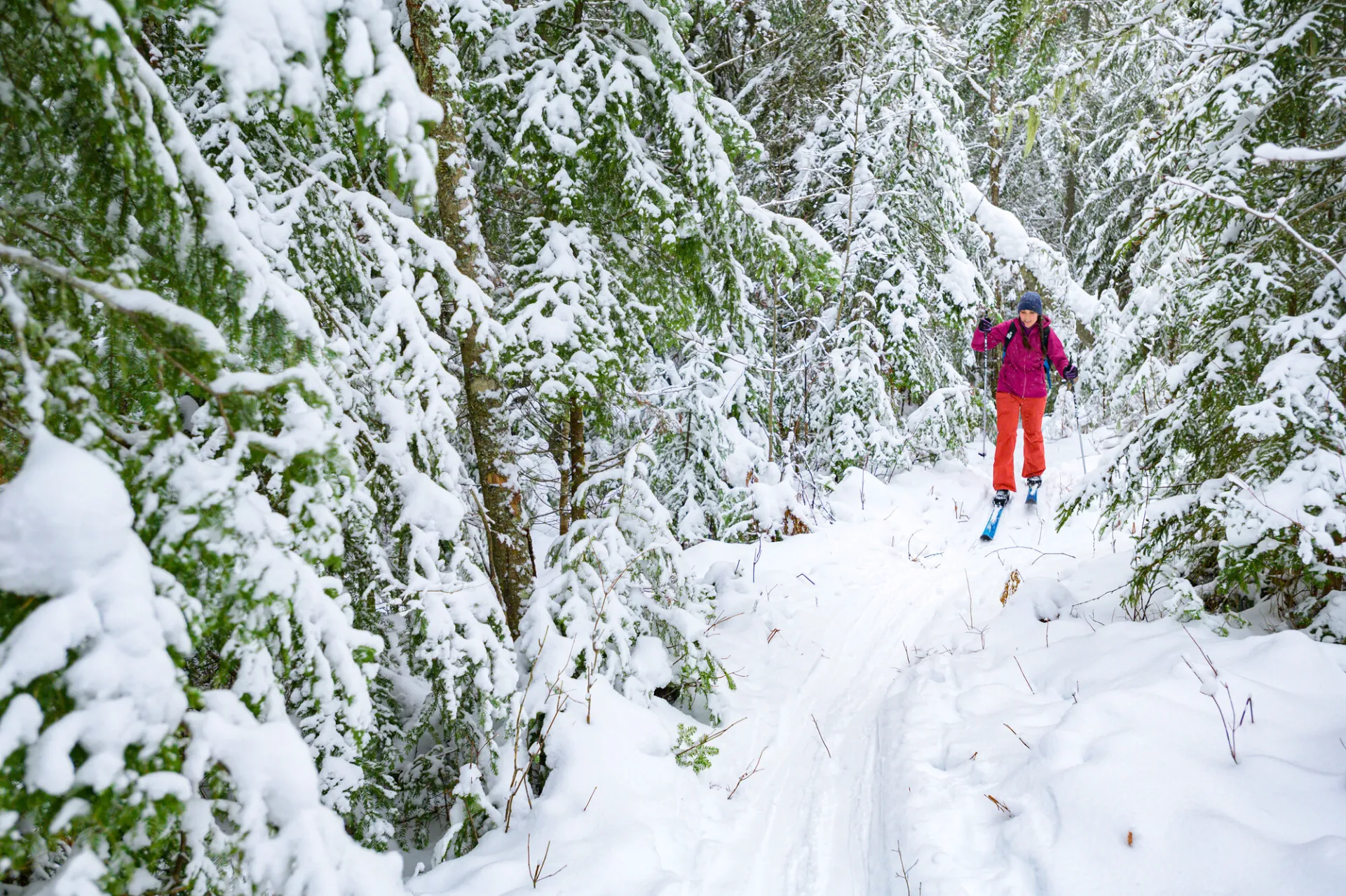 A skier travels through snowy green trees