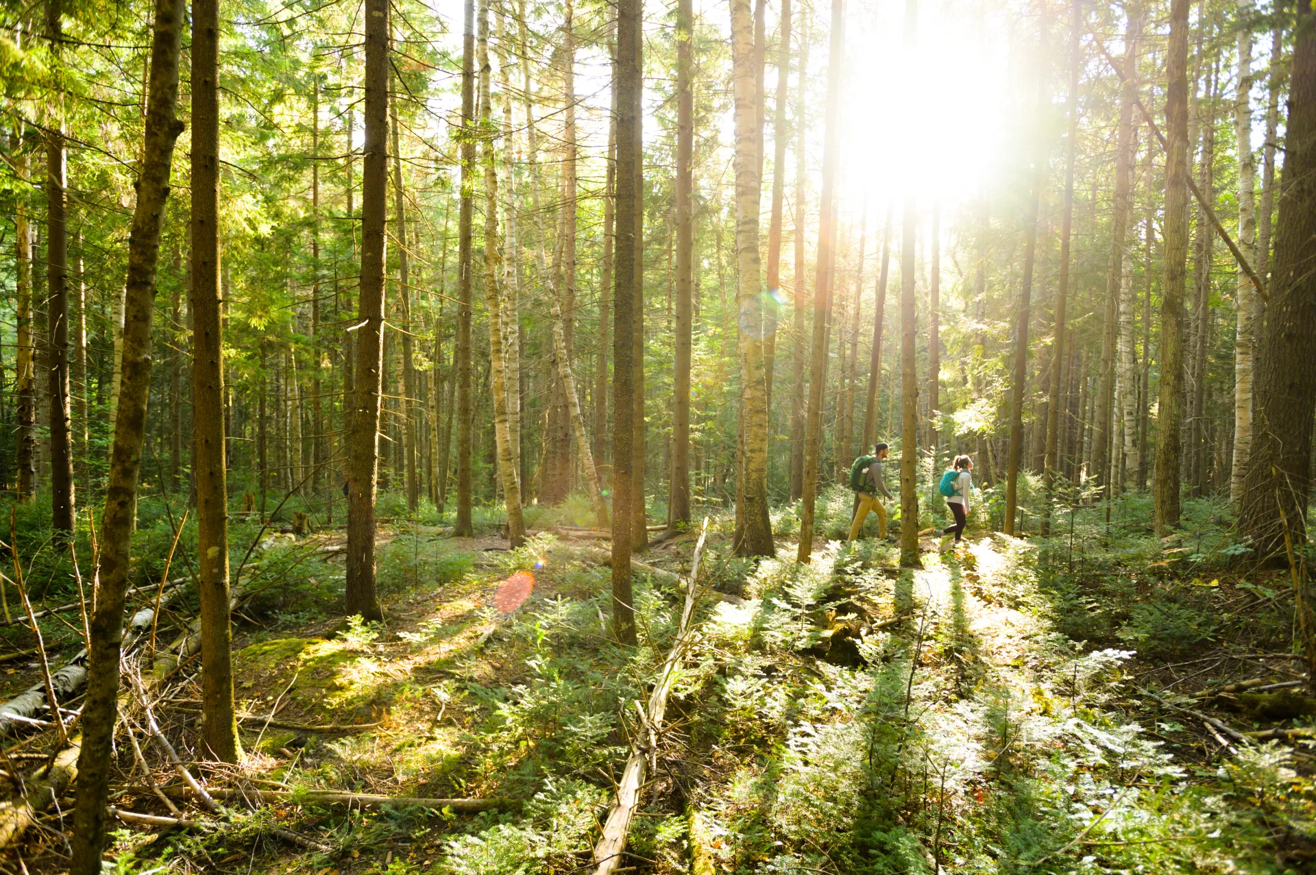 Two people walking through the bright forest