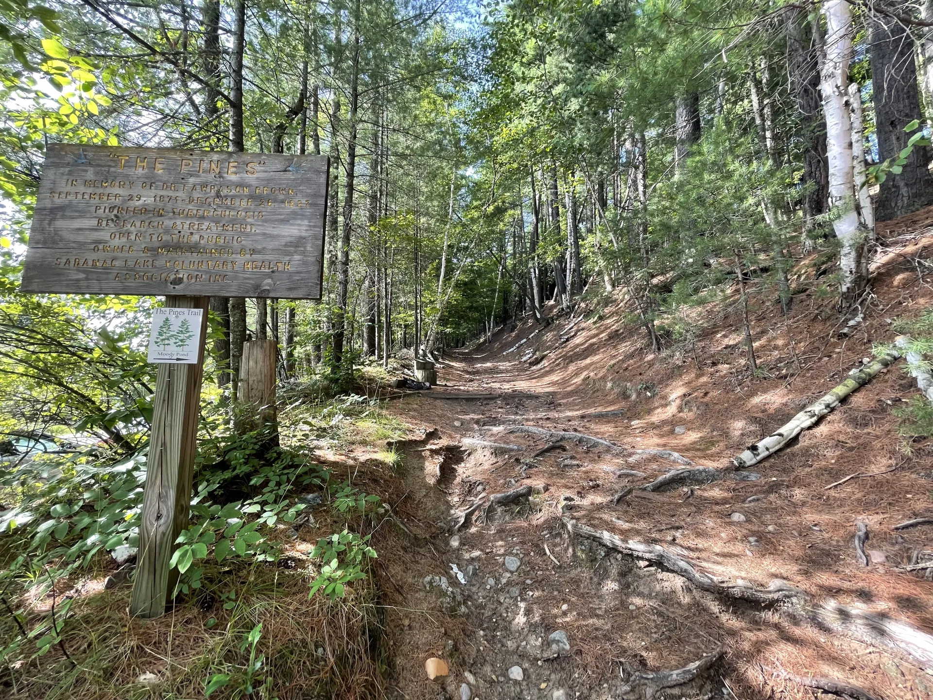 A wooden sign for The Pines trail