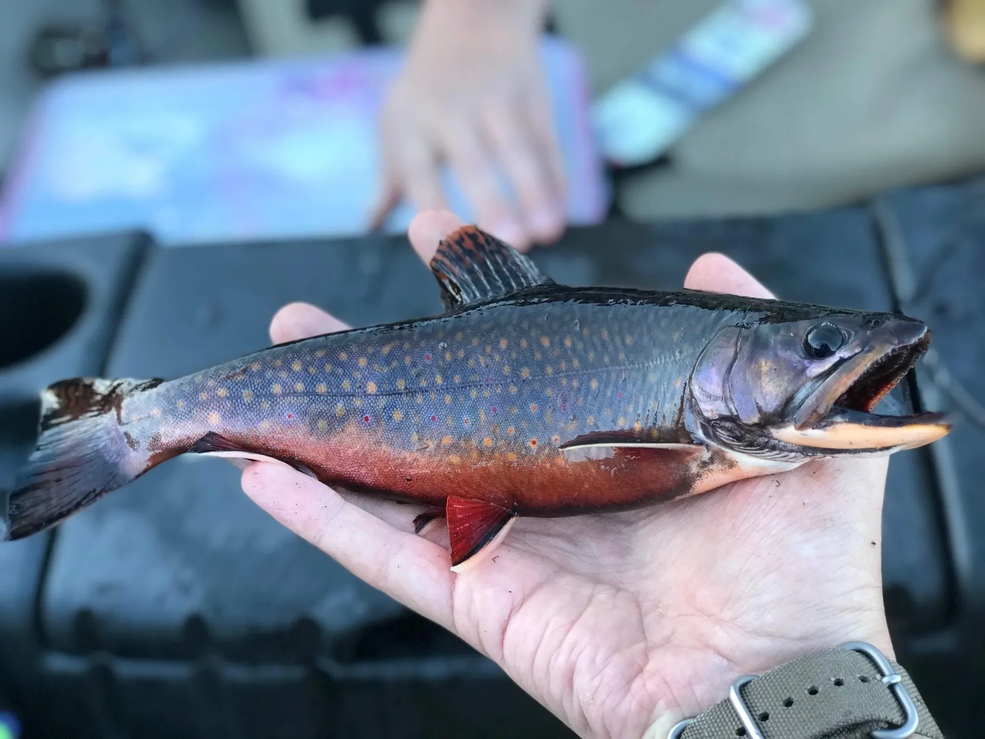 Fall Fishing in the Adirondacks | Saranac Lake Fall Fishing in the Adirondacks | Saranac Lake