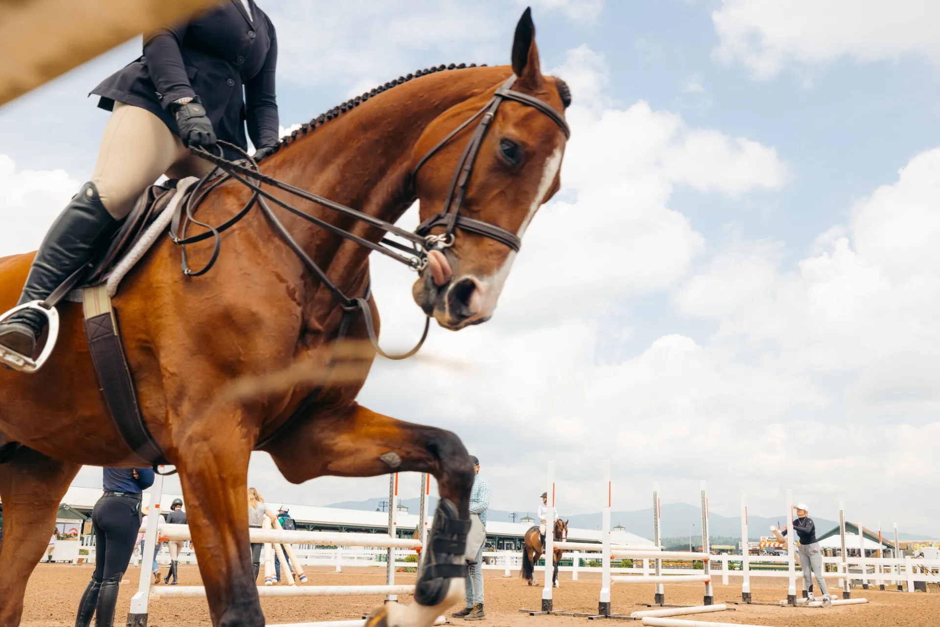 A horse with a person riding stops a leg and sticks their tongue out.